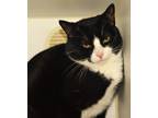 Adopt Shade a All Black Domestic Shorthair / Domestic Shorthair / Mixed cat in