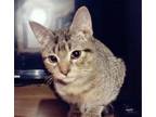Adopt Hamilton a Gray or Blue Domestic Mediumhair (medium coat) cat in East