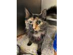 Adopt Cali a All Black Domestic Shorthair / Domestic Shorthair / Mixed cat in