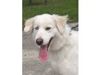 Adopt London HTX a White Great Pyrenees dog in Statewide, TX (38275019)