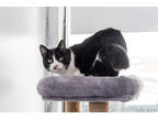 Adopt Katie a All Black Domestic Shorthair / Domestic Shorthair / Mixed cat in