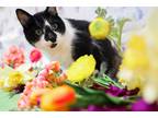 Adopt Palmer a Black & White or Tuxedo Domestic Shorthair (short coat) cat in