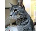 Adopt Opal a Gray or Blue Domestic Shorthair / Domestic Shorthair / Mixed cat in