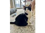 Adopt Jemma a All Black Domestic Shorthair / Domestic Shorthair / Mixed cat in