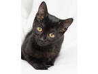 Adopt Dior a All Black Domestic Shorthair / Domestic Shorthair / Mixed cat in