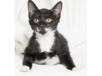 Adopt Doris a All Black Domestic Shorthair / Domestic Shorthair / Mixed cat in