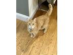 Adopt Elmo a Orange or Red (Mostly) Domestic Shorthair (short coat) cat in Upper