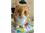 Adopt Killarnay a Orange or Red Tabby Domestic Shorthair (short coat) cat in