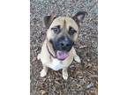 Adopt Scooby a Tan/Yellow/Fawn Mastiff / Mixed dog in Spartanburg, SC (38172420)