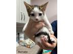 Adopt Barnaby a White Domestic Shorthair / Domestic Shorthair / Mixed cat in