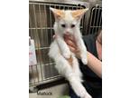 Adopt Matlock a White Domestic Shorthair / Domestic Shorthair / Mixed cat in