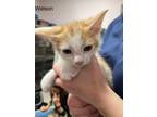Adopt Watson a Orange or Red Domestic Shorthair / Domestic Shorthair / Mixed cat