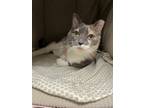 Adopt Turtle a Calico or Dilute Calico Domestic Shorthair (short coat) cat in