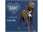 Adopt Ram a Black Retriever (Unknown Type) / Mixed dog in Montgomery