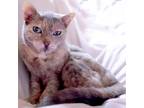 Adopt Furmina a Tortoiseshell Domestic Shorthair (short coat) cat in Brooklyn