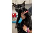 Adopt Wobbles a All Black Domestic Shorthair / Domestic Shorthair / Mixed cat in