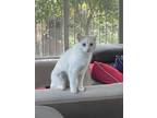 Adopt Lina a White Domestic Shorthair (short coat) cat in Chino Hills