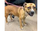 Adopt Kansas - IN FOSTER a Tan/Yellow/Fawn Mixed Breed (Large) / Mixed dog in