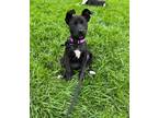 Adopt Mama Malibu pup: Newport a Black Mixed Breed (Medium) dog in San Diego