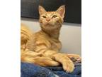 Adopt Tangerine a Orange or Red Domestic Shorthair / Domestic Shorthair / Mixed