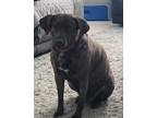 Adopt Coco a Brindle Labrador Retriever / Mixed dog in Oakhurst, NJ (38105506)