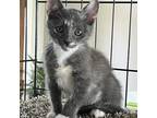 Adopt Lizzy a Calico or Dilute Calico Russian Blue / Mixed cat in League City