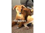 Adopt Frances a Tan/Yellow/Fawn - with White Catahoula Leopard Dog / Mixed dog