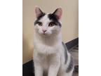 Adopt Art a Domestic Shorthair / Mixed (short coat) cat in Cedar Rapids