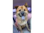 Adopt Moo a Tan/Yellow/Fawn - with Black Chow Chow / Akita / Mixed dog in