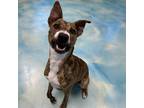 Adopt Pixie a Brown/Chocolate Labrador Retriever / Mixed dog in Corpus Christi