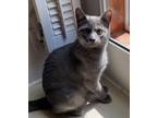 Adopt Chimichanga22F a Russian Blue / Mixed (short coat) cat in Youngsville