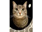 Adopt Salad23T a Domestic Shorthair / Mixed (short coat) cat in Youngsville