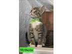 Adopt Slytherin a Domestic Shorthair / Mixed (short coat) cat in PAHRUMP