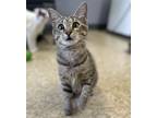 Adopt Hermione a Tabby
