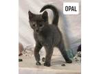 Adopt Opal a Domestic Shorthair / Mixed (short coat) cat in PAHRUMP