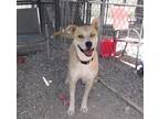 Adopt Buddy a American Pit Bull Terrier / Husky / Mixed dog in Pahrump