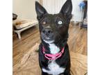 Adopt Ellie a Black - with White Husky / Labrador Retriever dog in Denver