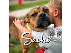 Adopt Sachi Mae a Brown/Chocolate Boxer dog in Twin Falls, ID (38290884)