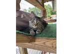 Adopt Sebastian a Domestic Shorthair / Mixed (short coat) cat in Maumelle