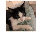 Adopt Meow- Barn cat a Black & White or Tuxedo Domestic Shorthair / Mixed cat in