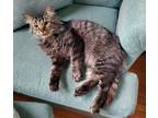 Adopt Tucker a Brown Tabby Domestic Mediumhair / Mixed (long coat) cat in