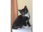 Adopt Taz May a Black & White or Tuxedo Domestic Shorthair (short coat) cat in