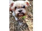 Adopt Edith a White Shih Tzu / Mixed dog in Lutz, FL (37662095)
