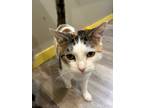 Adopt Becky a Domestic Shorthair (short coat) cat in Linton, IN (38061407)