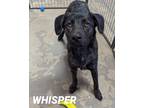 Adopt WHISPER a Black Dutch Shepherd / Retriever (Unknown Type) dog in Mesa
