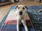 Adopt Mama Bunny pup: Buttercup a White Mixed Breed (Medium) dog in San Diego