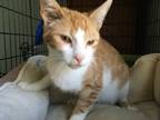 Adopt Warrior a Orange or Red (Mostly) Domestic Shorthair / Mixed cat in Central