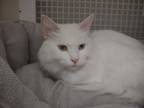 Adopt Sugar a White Domestic Longhair / Mixed (long coat) cat in Wichita Falls