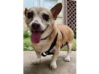 Adopt Sandy (Lister) a Corgi / Dachshund dog in Wichita Falls, TX (38061401)
