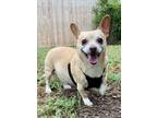 Adopt Peppa (Lister) a Corgi / Dachshund dog in Wichita Falls, TX (38061402)